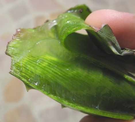 Gel d’Aloe vera